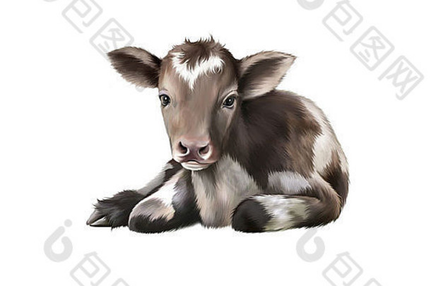 新生儿小腿黑色的白色婴儿牛