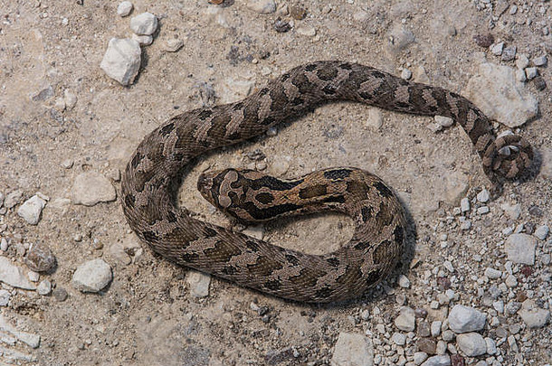 东部hog-nosed蛇heterodonplatirhinos埃利斯县堪萨斯美国