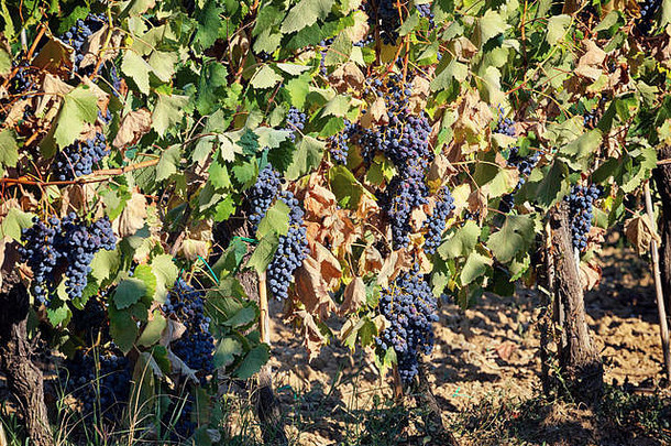 托斯卡纳葡萄园红色的葡萄准备好了收获