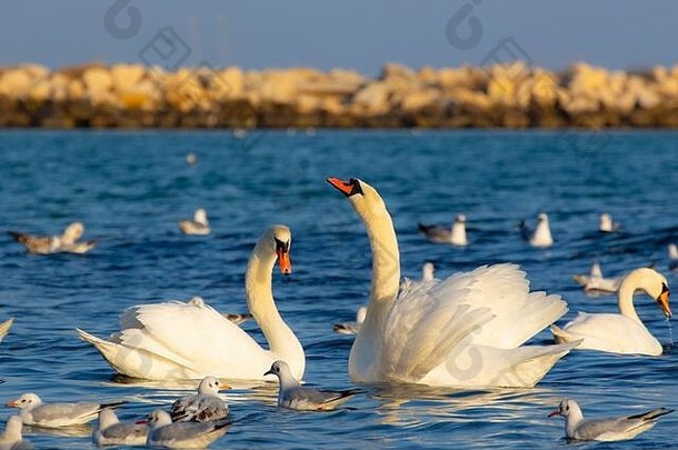 一对沉默的天鹅执行求爱仪式包围鸟明亮的蓝色的水警告湾不错的冬天一天黑色的海保加利亚