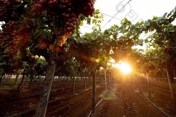 酒日益增长的字段开放风景酒葡萄收获绿色葡萄景观