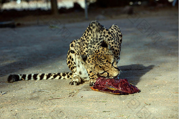 猎豹大猫亚科费利纳图片非洲萨凡纳纳米比亚