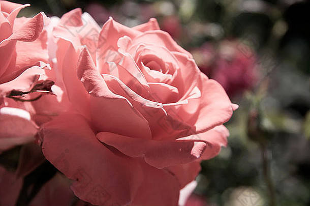 美丽的粉红色的玫瑰绿色自然背景