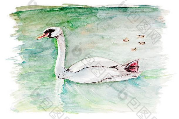 累了秋天天鹅概念孤立的手工制作的水彩绘画插图白色纸艺术背景