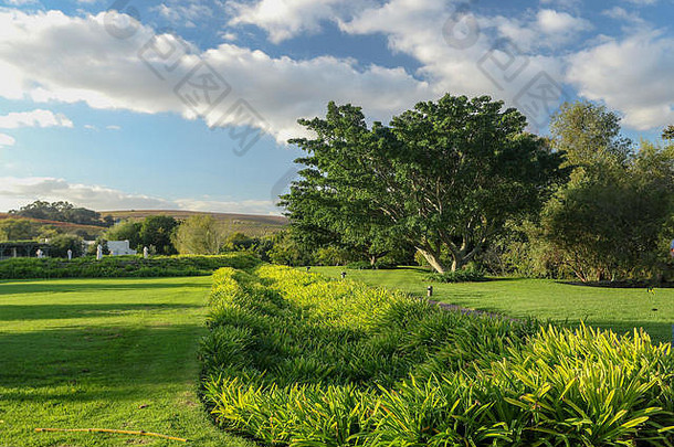 翠绿的草南非斯泰伦博斯农业景观花园路线南非洲