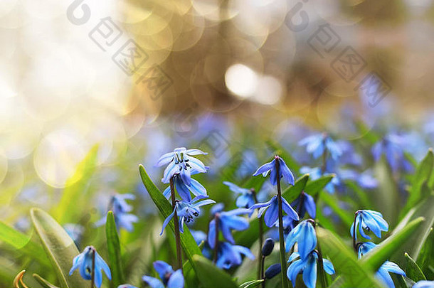 阳光射线蓝色的花春天