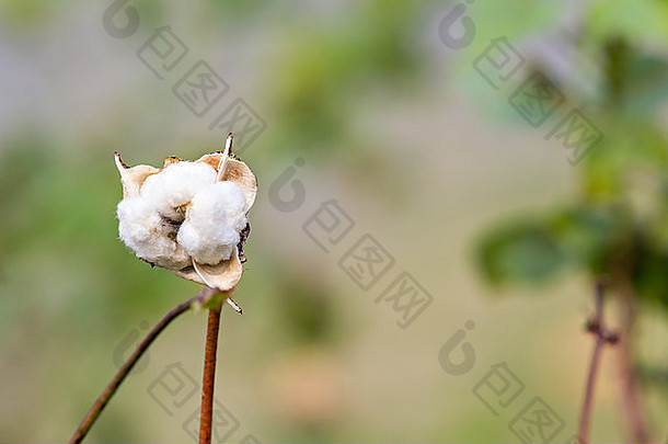 棉花植物特写镜头