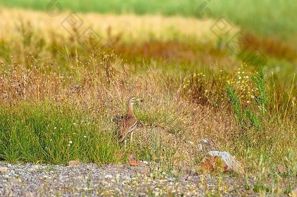 自然鸟黄色的绿色自然栖息地背景鸟欧亚石头麻鹬布尔希努斯俄狄克尼莫斯