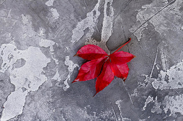 自然红色的秋天叶子灰色的石头背景