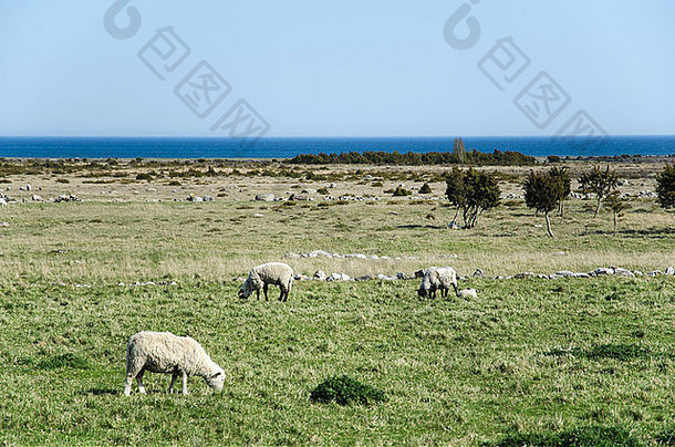 放牧羊沿海景观瑞典岛奥兰生活世界遗产