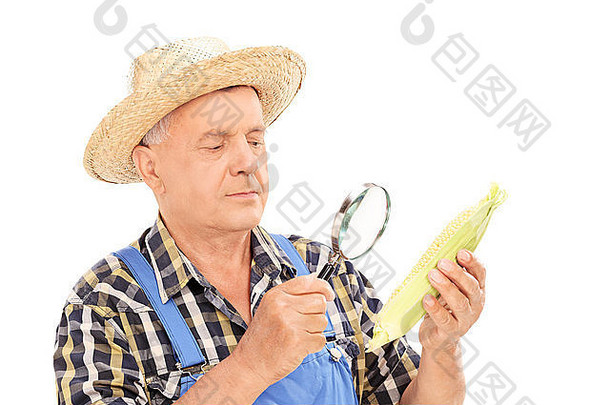 成熟的农民检查玉米放大镜孤立的白色背景