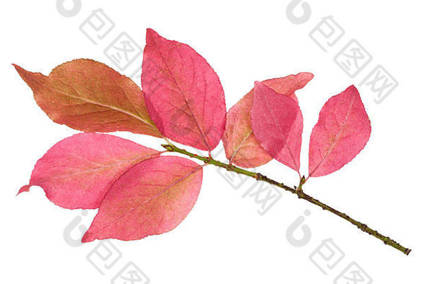 粉红色的叶子卫矛灌木分支秋天孤立的白色背景