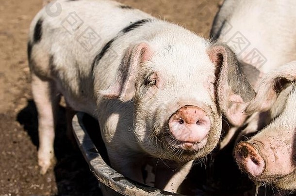 格洛斯特郡点猪西方华盛顿美国订单猪喝把前面脚水浴缸
