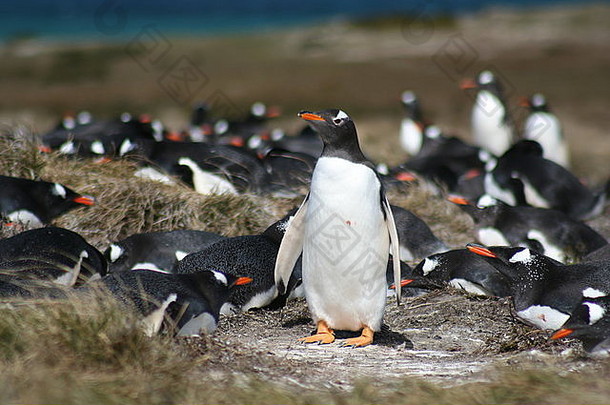 以麦哲伦命名的企鹅福克兰岛屿英国海外领土