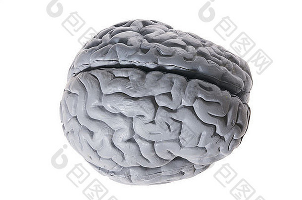 大脑标本