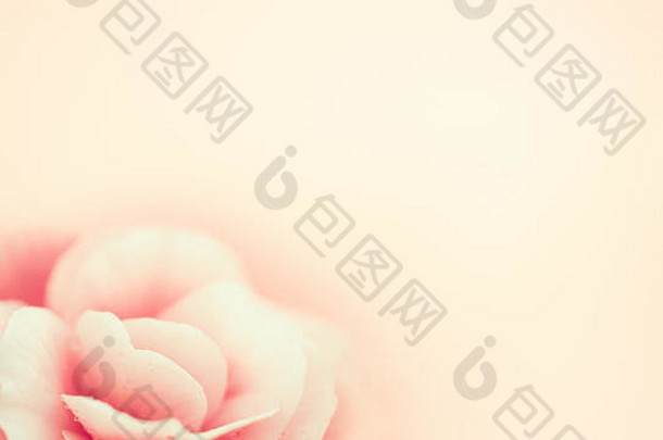 软粉红色的花背景秋海棠属植物开花宏图像明信片Copyspace设计
