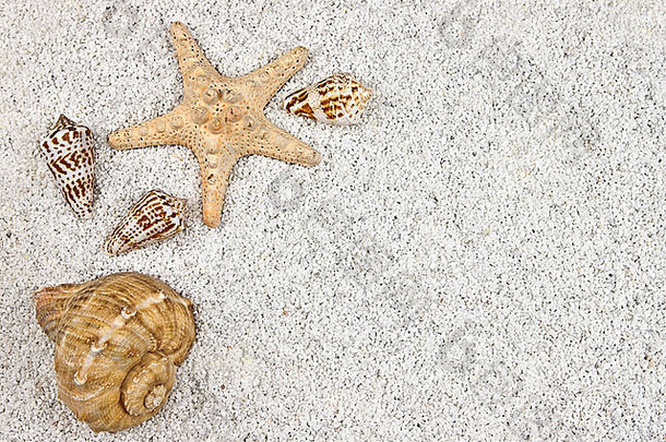 海星贝壳白色沙子