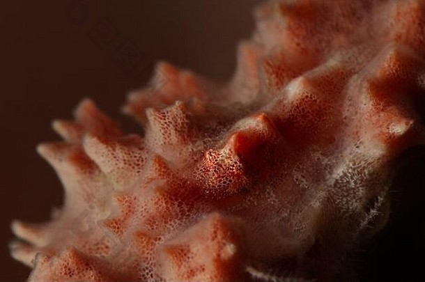主伪装神秘的海绵虾吉拉斯托卡里斯paronae水下宏摄影romblon菲律宾