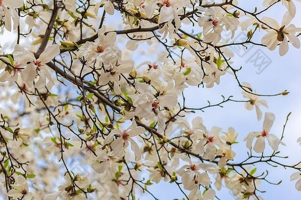 白色木兰盛开的春天自然背景