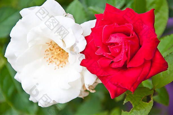 红色的白色玫瑰花园