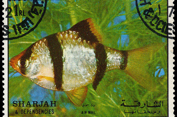 沙迦约邮票印刷沙迦显示斑马鲷鱼鱼约