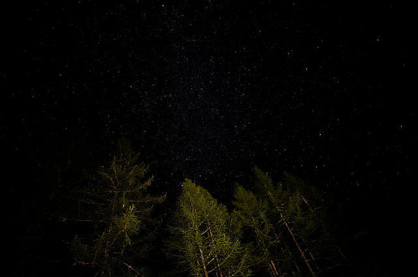 布满星星的晚上天空树轮廓
