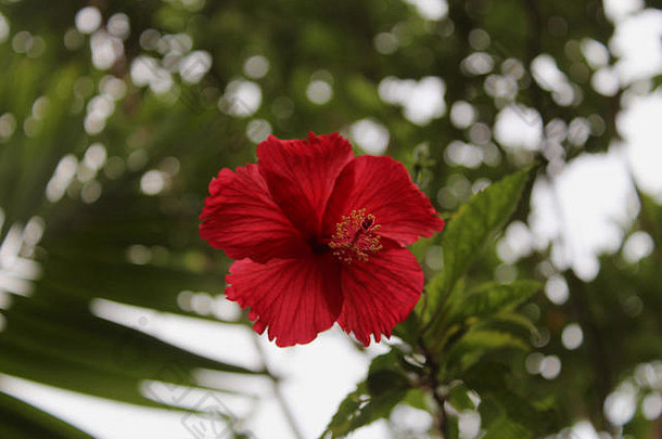 热带美丽的红色的芙蓉花叶子特写镜头宏摄影