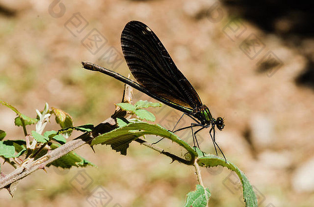 蜻蜓摄影黑色的黄色的绿色蓝色的红色的蜻蜓关闭清晰的背景散景植物
