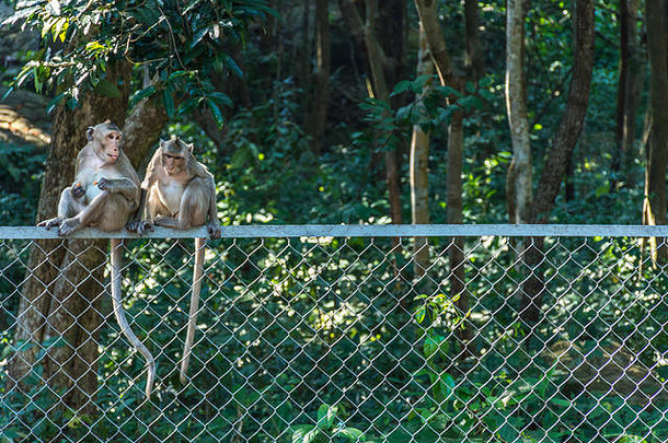 短尾猿猴子坐前线栅栏边缘森林