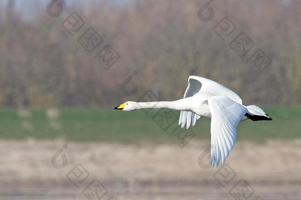 狂欢的人天鹅成人飞行溜湿地中心诺福克英格兰