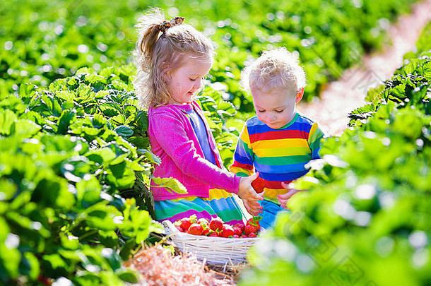孩子们选择草莓孩子们挑选水果有机草莓农场孩子们园艺收获