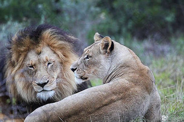 狮子一对amakhala<strong>游</strong>戏储备东部角南非洲