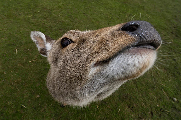 浮动鹿头拍摄关闭范围宽角镜头掩盖了鹿身体