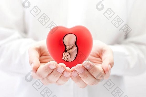 人类胚胎红色的心手