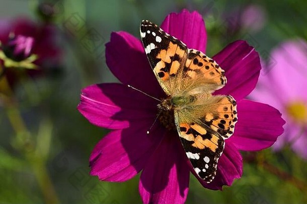 特写镜头色彩斑斓的蝴蝶开花花草地夏天德国