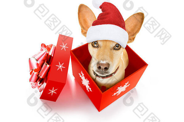圣诞节吉娃娃podenco圣诞老人老人狗现在假期礼物盒子孤立的白色背景红色的他惊喜
