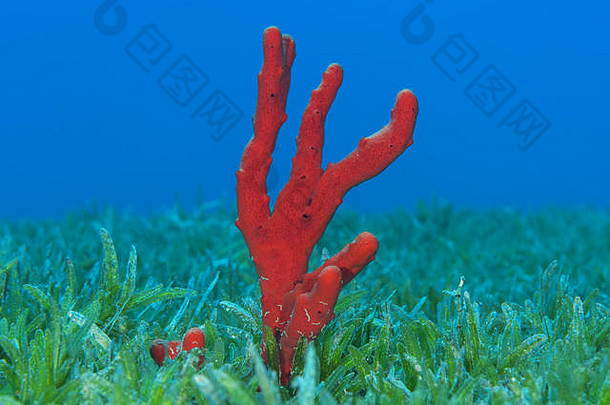 红色的有毒finger-spongenegombata不错啊海草