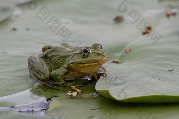沼泽青蛙狩猎苍蝇莉莉垫多瑙河δ罗马尼亚