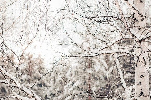 美丽的冬天雪树自然白色桦木树降雪