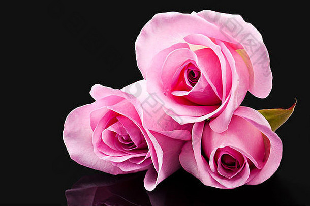 粉红色的玫瑰黑色的表面反射