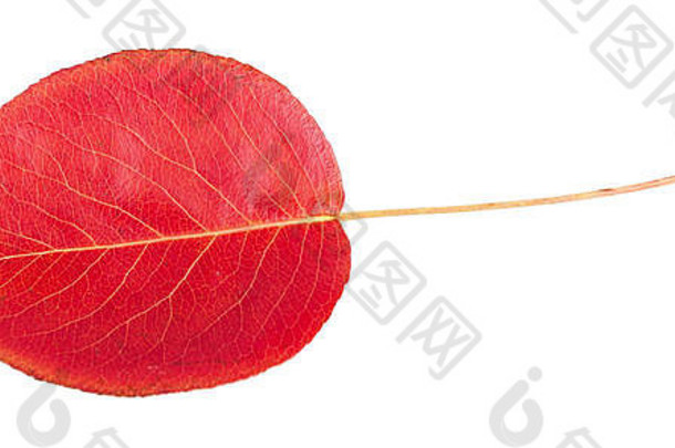 红色的秋天叶孤立的白色背景