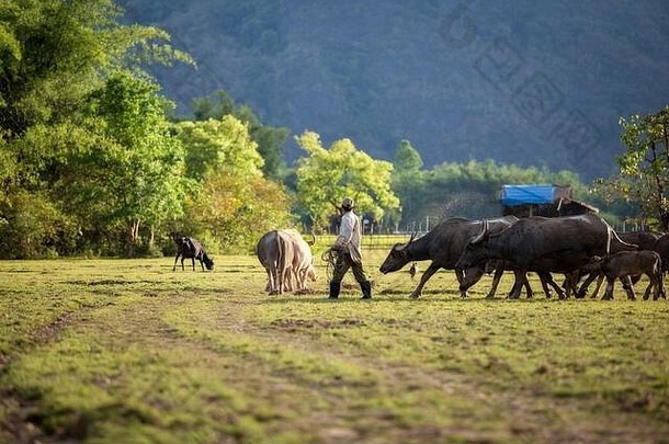 老挝农民水水牛场生活方式人农村老挝