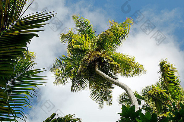 冠棕榈树丛林丹尼斯岛塞舌尔