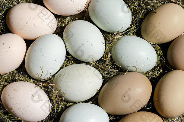 平原五彩缤纷的免费的范围鸡蛋自然日光有复活节装饰关闭作文