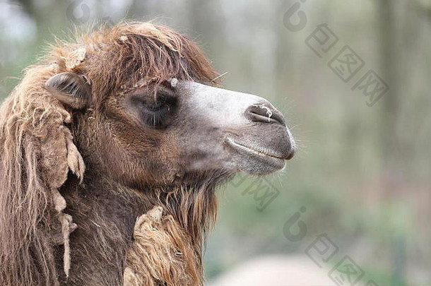 肖像骆驼Camelus费鲁斯bactrianus