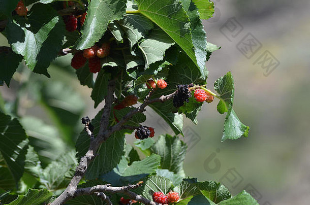 黑色的桑树桑属黑质叶子水果nuratau山中央乌兹别克斯坦