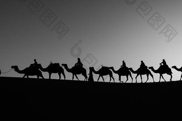 黑色的白色的轮廓骆驼商队日出太阳闪亮的骆驼
