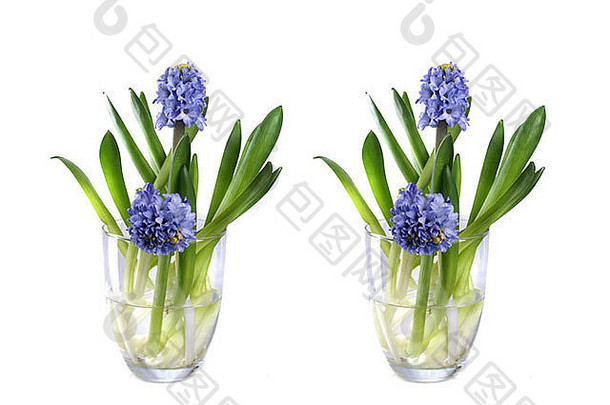新鲜的蓝色的风信子玻璃花瓶白色象征春天