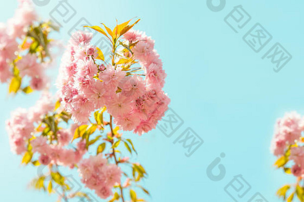 开花分支机构樱花覆盖粉红色的精致的花
