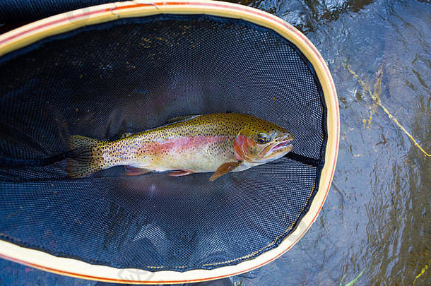 雷德赛德彩虹鳟鱼本地的微处理机河俄勒冈州